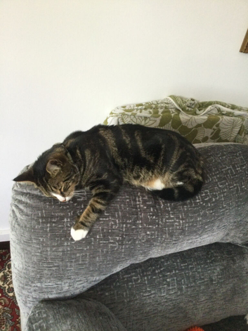 3 year old neutered male