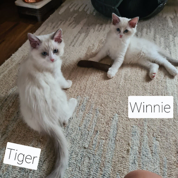Beautiful ragdoll kittens