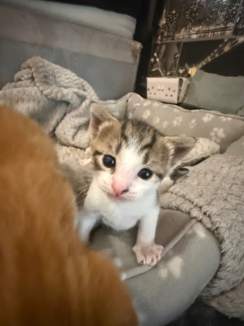 4 kittens for sale