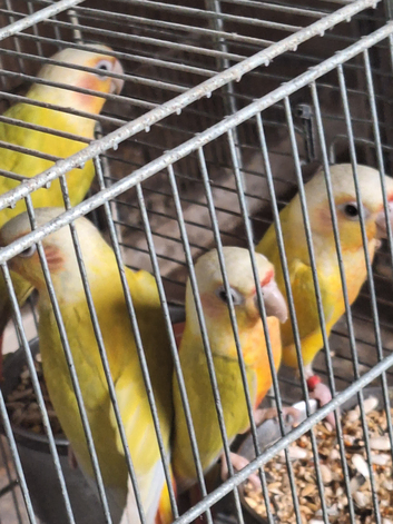 Suncheeked conures