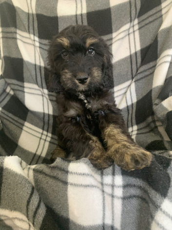 Outstanding F1 Cockerpoo Puppies - Exceptional Colours - Raised in Our Family Home