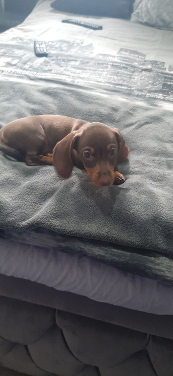 Puppy