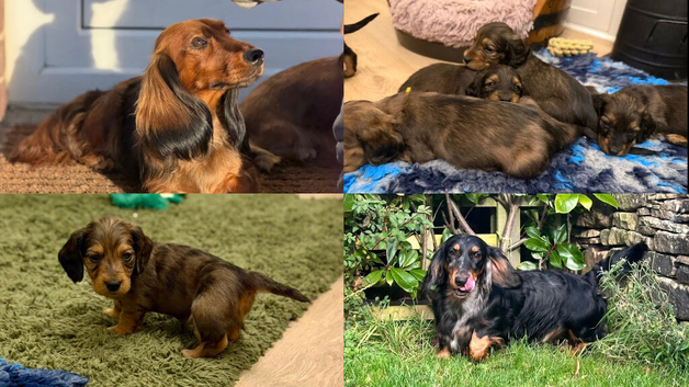 KC registered Standard Long Haired Dachshunds