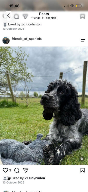 Health tested Show Cocker Spaniel