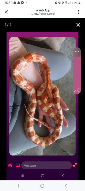 Corn / cali king snake