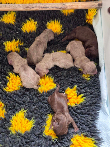 Stunning Miniature Dachunds