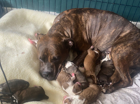 Standard bully cross American mastiff pups