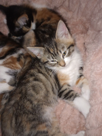 3 female kittens one male tabby ginger tortie