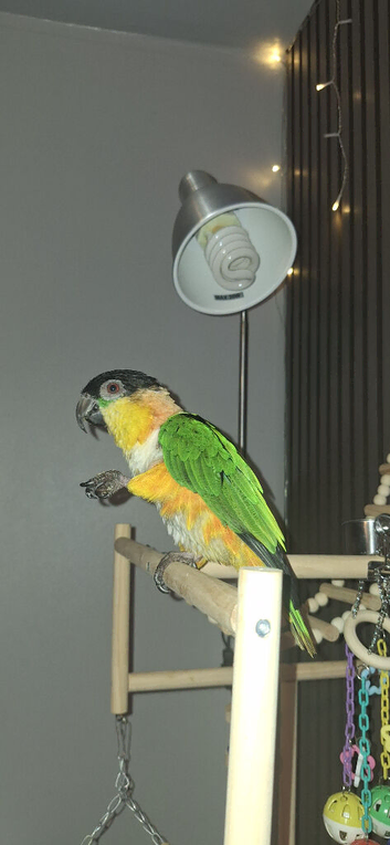 Black headed caique