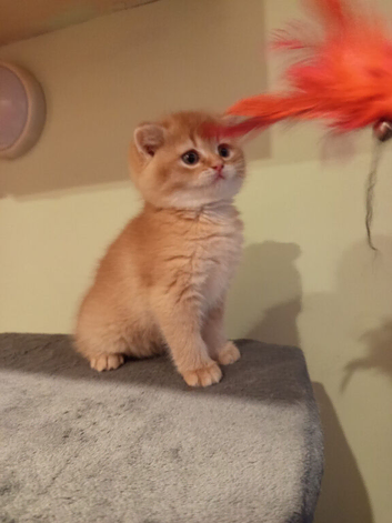 Kittens looking for home
