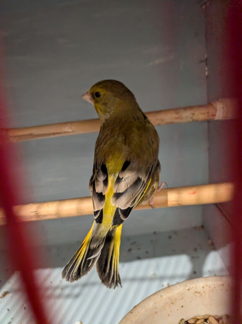 Green finch