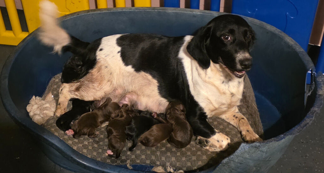 6 springer spaniel x cockapoo pups for their forever homes