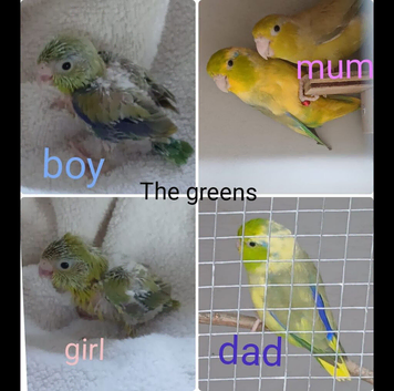 Hand reared parrotlets