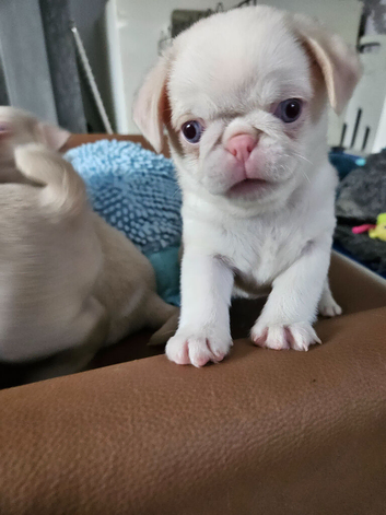 Beautiful Pink Pug puppies for sale
