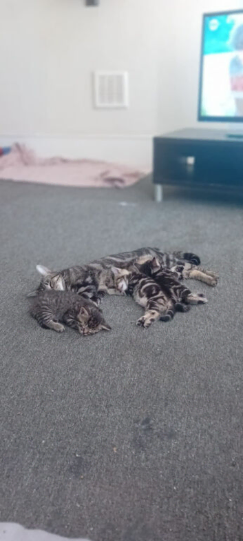 7wks kittens