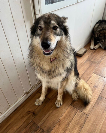 1 Wolfalike girl available