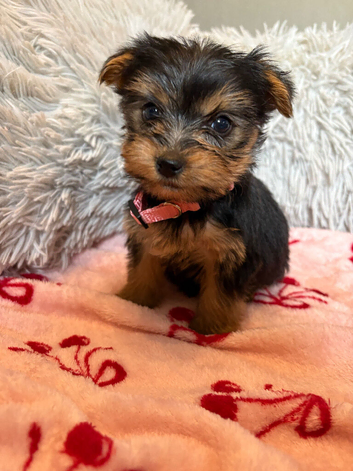 Yorkshire terrier puppies