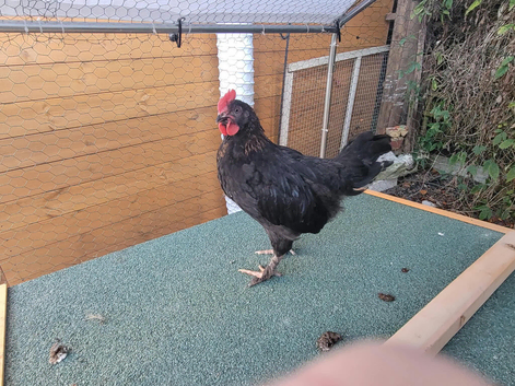 Rehome