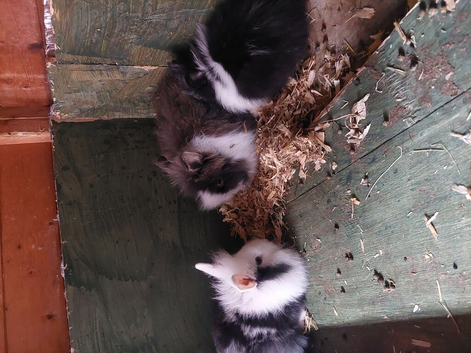 5 baby lionheads boys