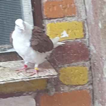 Saddle racing pigeons for sale