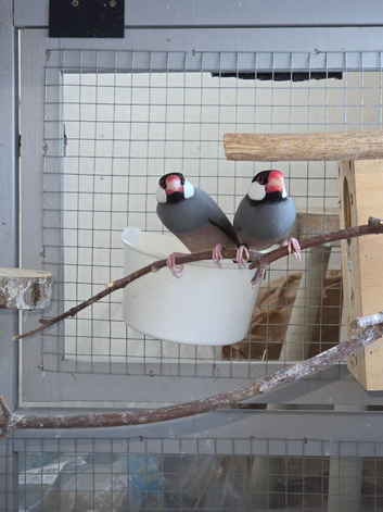 Lovely proven Pair of Java Finch
