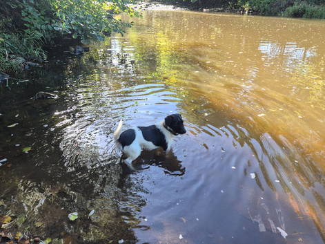 3 year old Parsons Russell terrier Jack