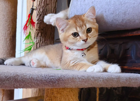 Golden British Shorthair!