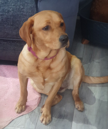 female lab