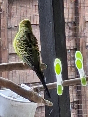 Budgie for sale