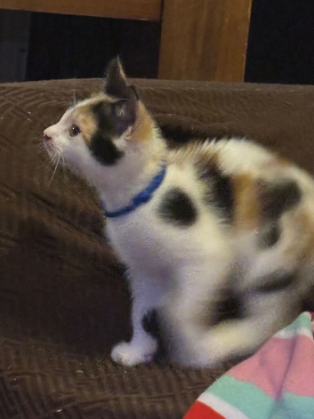 Beautiful kittens for sale