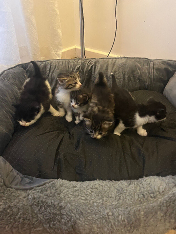 5 Gorgeous Long Hair Kitties For Sale