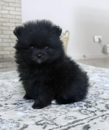 TEA CUP POMS CHAMPION KC PEDIGREE