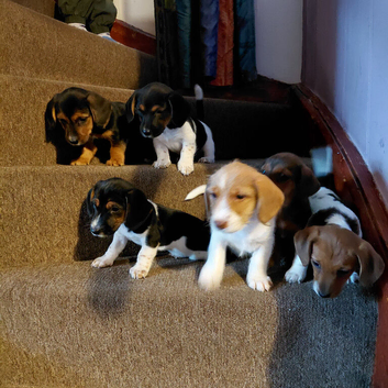 Jackshund puppies