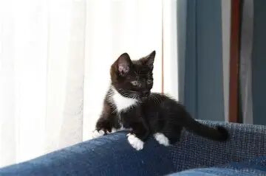 CUTE KITTENS READY NOW