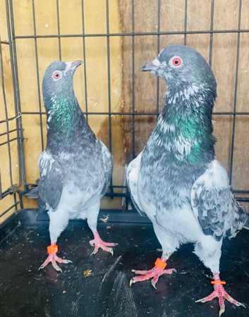 Pakistani High flying pigeons