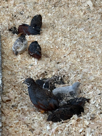 Button quail