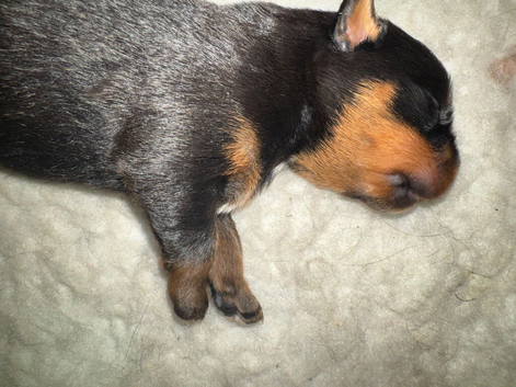 Stunning pedigree Rottweiler cubs