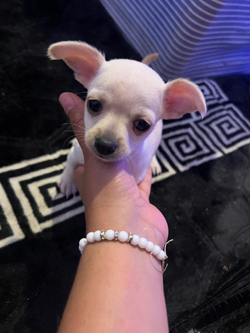 Stunning cuties Chihuahua&rsquo;s
