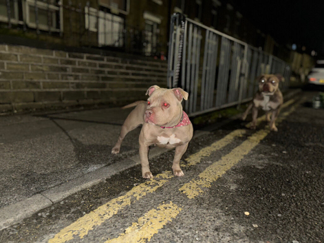 2 Pocket bully male and female