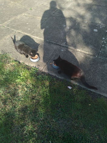 Adult cats.