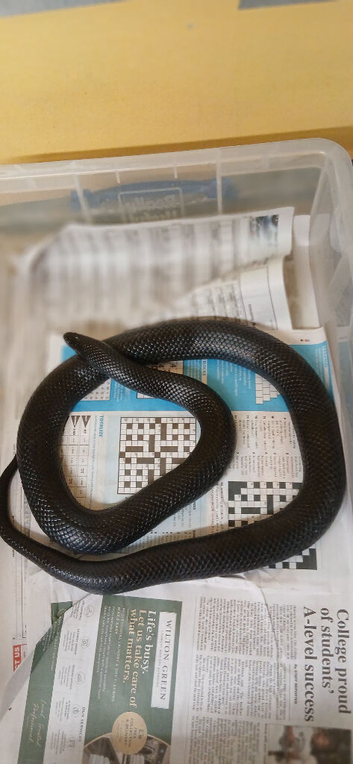 male black milksnake