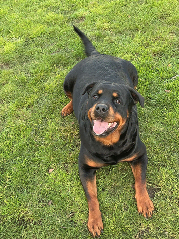 Rottwilwer puppy&rsquo;s