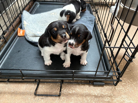 2 beautiful Jackrussel puppies for sale