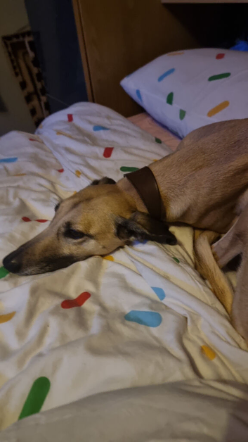 Rehoming