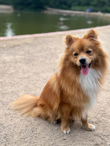 Beautiful Pomeranian STUD