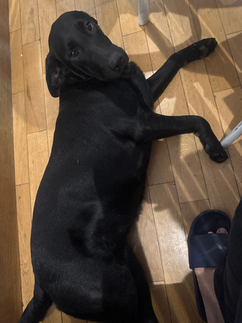 Black colour lab female ready to re home