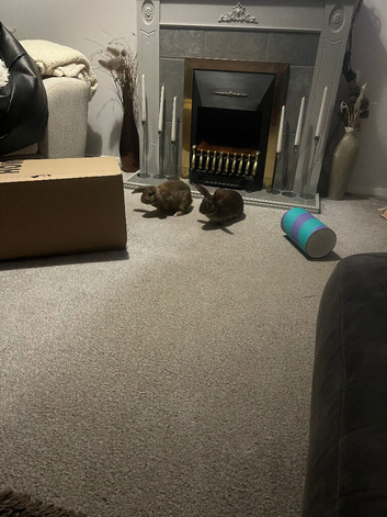2 gorgeous girls.