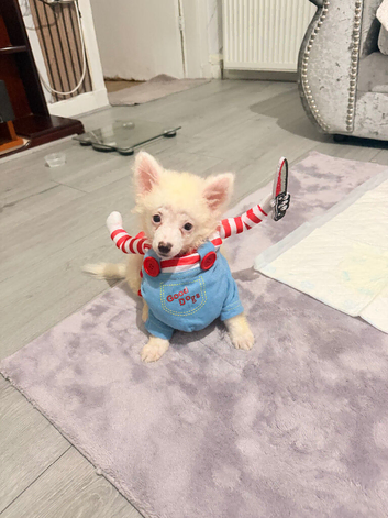 Pomerania puppy for sell