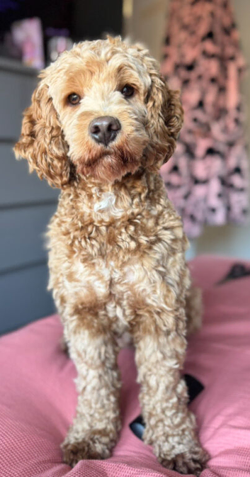 Male cockapoo