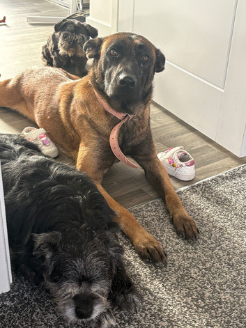 Malinois x dutch